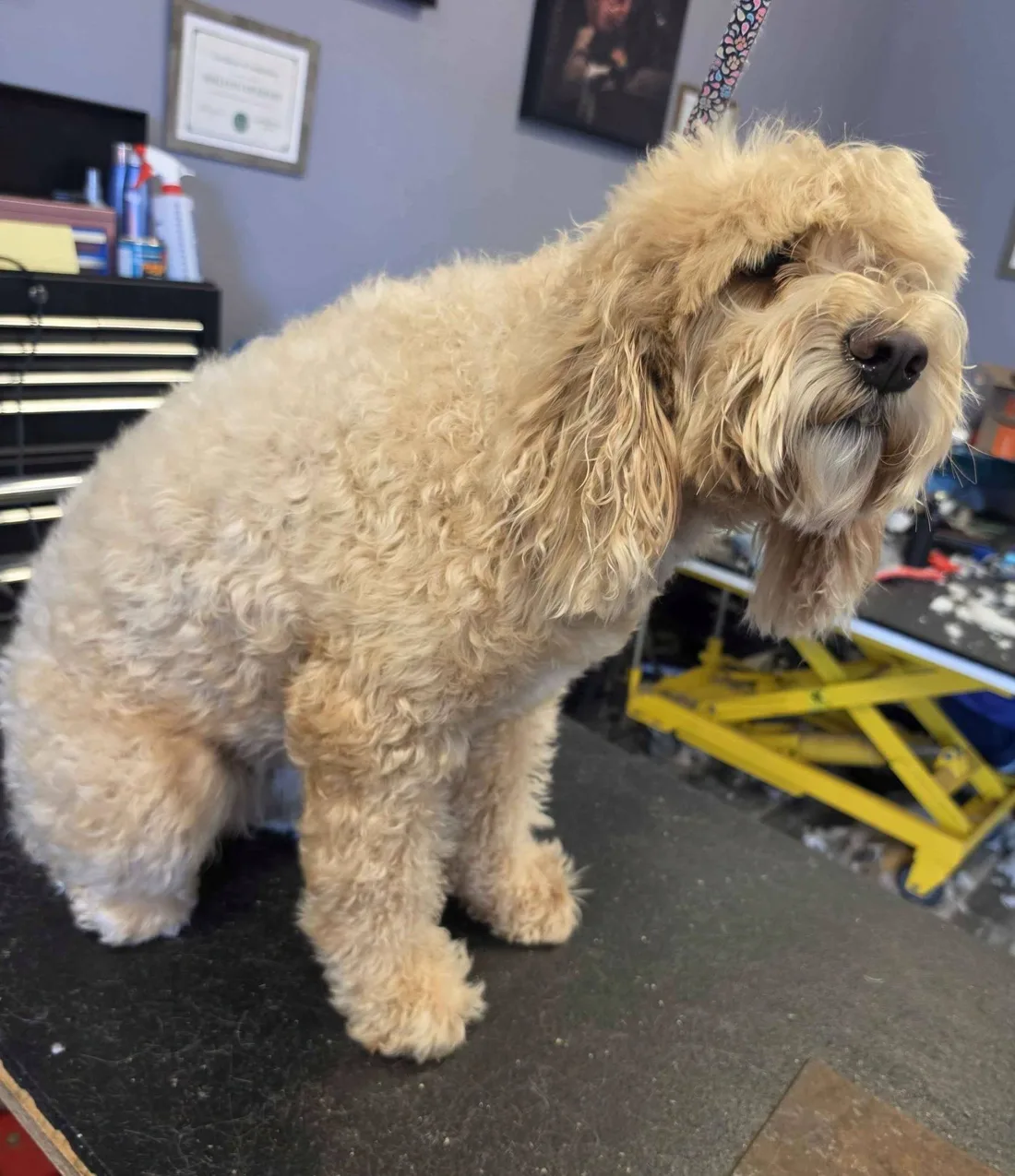An apricot doodle in profile after a full groom