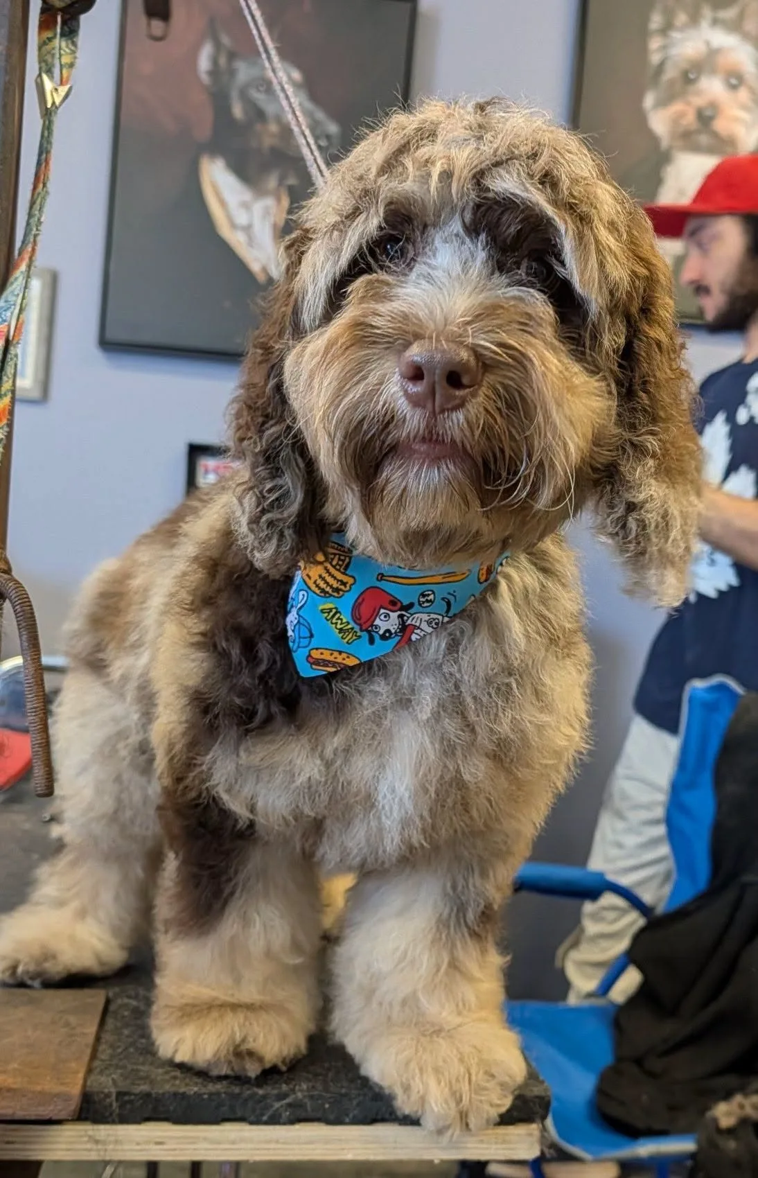 Auggie, a brown and cream doodle with a blue bandana, freshly groomed on the salon table