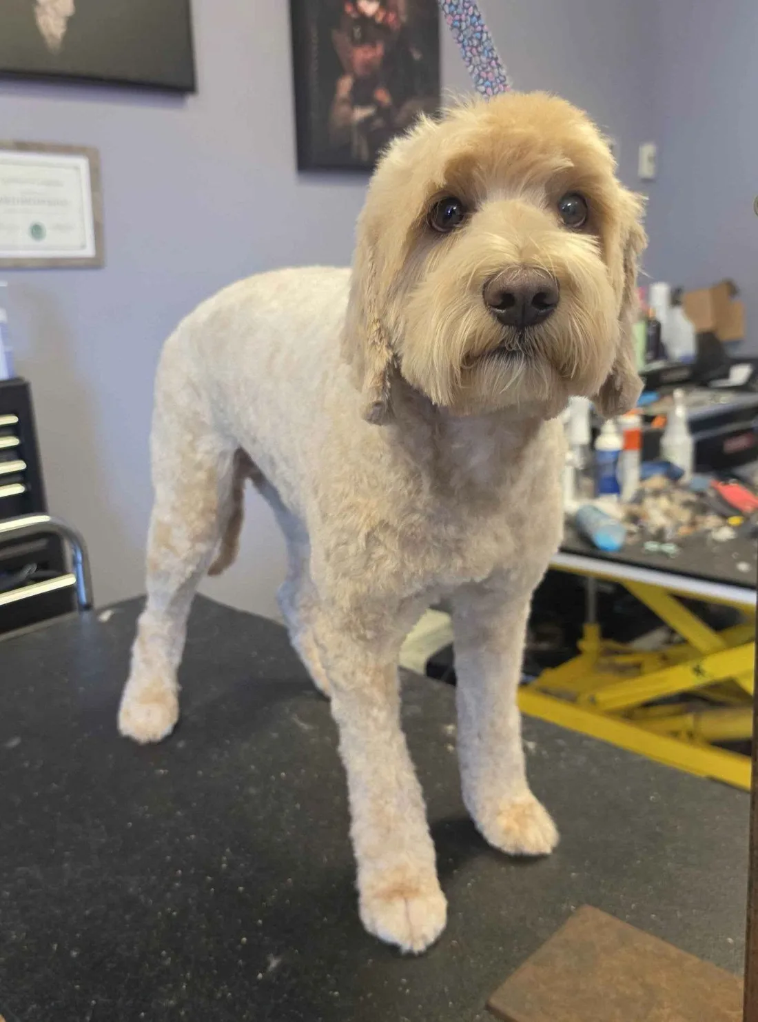 A cream doodle standing tall after a full groom