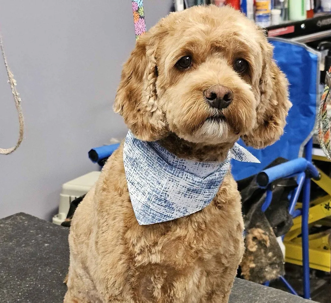 A cream cockapoo in a blue bandana after a full groom
