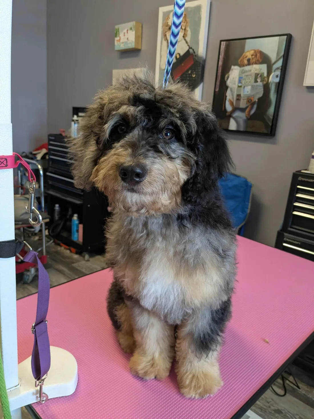 A dark tri-colour bernedoodle puppy after a puppy intro groom