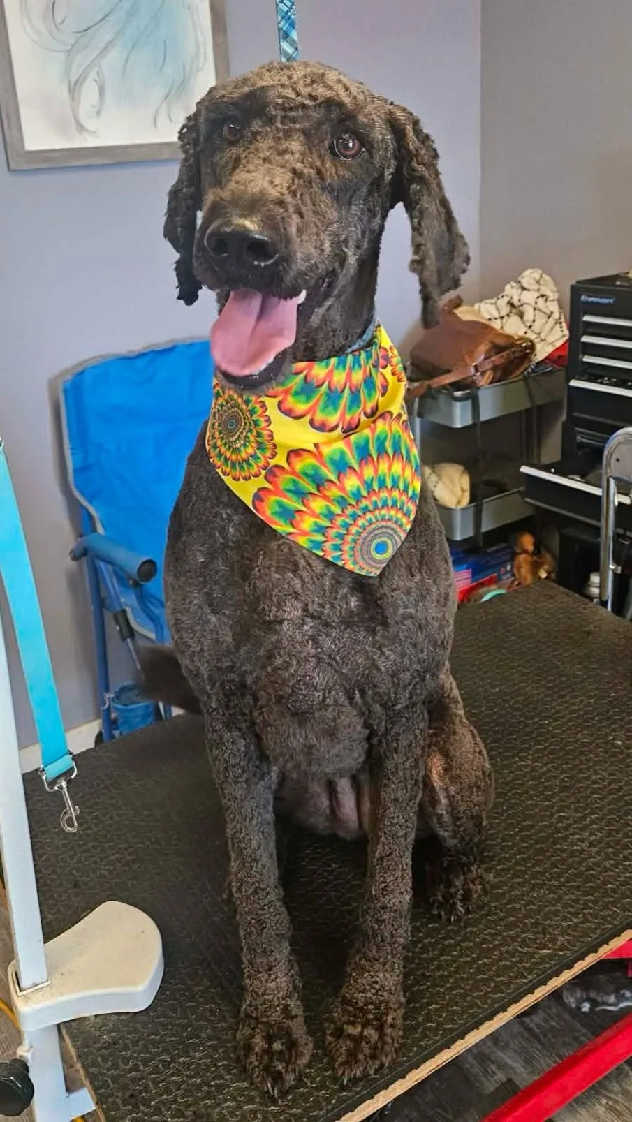 A freshly groomed grey standard poodle wearing a tie-dye bandana, sitting on the grooming table